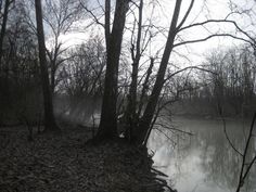 trees and water in the woods on a foggy day