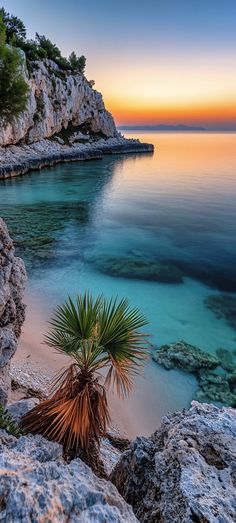 a palm tree sitting on top of a sandy beach next to the ocean at sunset