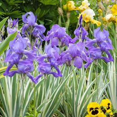 purple and yellow flowers are in the grass