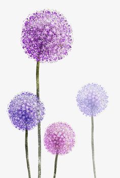 three purple flowers are shown against a white background