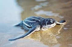 a baby sea turtle on the beach with a caption bubble saying happy earth day