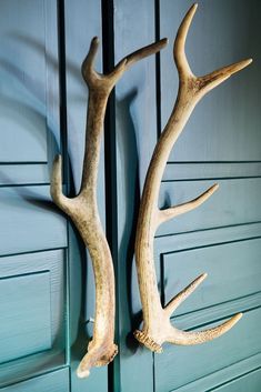 two deer antlers mounted to the side of a blue door