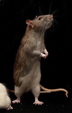 two rat like animals standing next to each other on a black background with one rat looking up at the camera