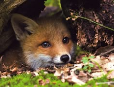 a close up of a small fox near a tree trunk with leaves on the ground