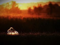 a white pumpkin sitting in the middle of a field with trees and sunset behind it