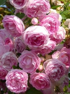 pink flowers are blooming in the garden