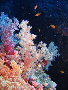 an underwater view of corals and other marine life