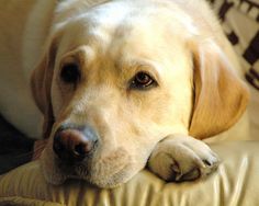 a large yellow dog laying on top of a couch