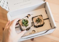 a person holding a box with two plants in it