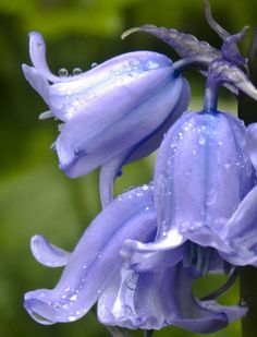 purple flowers with water droplets on them