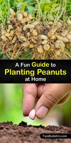 a guide to planting peanuts at home