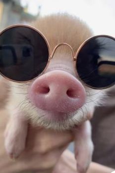 a small pig wearing sunglasses on top of it's head and looking at the camera