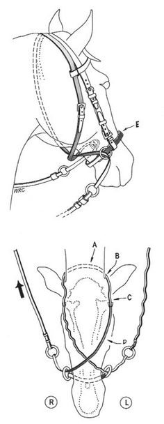 an image of a horse's bridle and harness