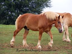 two brown horses standing next to each other on a lush green field with trees in the background