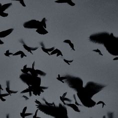 a flock of birds flying in the sky