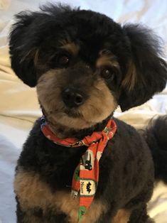 a small black and brown dog sitting on top of a bed