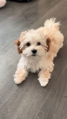 a small white and brown dog standing on top of a wooden floor