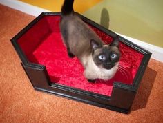 a siamese cat standing on top of a red carpeted floor in front of a mirror