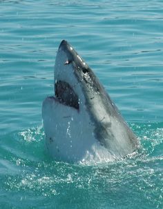 a great white shark with it's mouth open in the water