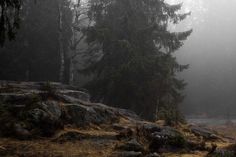 a foggy forest filled with lots of trees and rocks on top of a hill