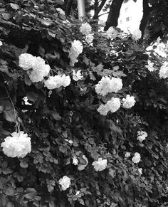 black and white photo of flowers growing on the side of a building