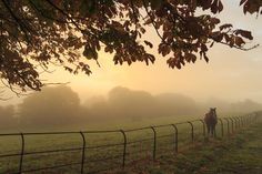 a horse standing on top of a lush green field next to a fence covered in fog