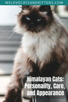 a siamese cat sitting on top of a chair with the caption himalayan cats personality, care, and appearance