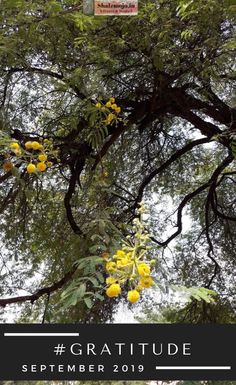 yellow flowers growing on the branches of a tree with text overlay that reads gratitue