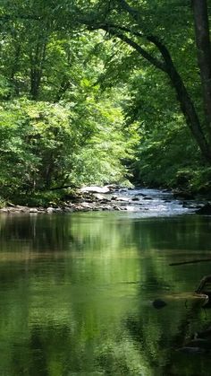 a river surrounded by lush green trees next to a forest filled with lots of leaves