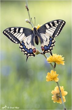 a black and white butterfly sitting on top of a yellow flower next to green grass