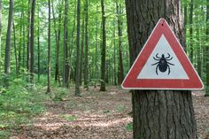 Canadian Wildlife Federation: How can I prevent tick bites? Tick Insect, Types Of Ticks, Natural Tick Repellent, Tick Repellent, Natural Insect Repellant, Lymph Nodes, Natural Diy