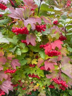 red berries and green leaves are growing on the bush outside in the falltime time