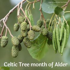 some green leaves and buds on a tree