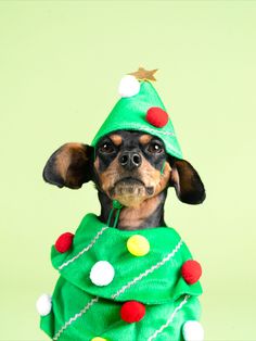 A small black dog sits in front of a green background wearing a fabric costume of a Christmas tree with red, white, and yellow pom-pom ornaments Holiday Dog Photos, Holiday Pet Photos, Holiday Mini Session, Holiday Dog, Pet Photos, Sleigh Bell, Pet Holiday, Dog Holiday, Mini Session