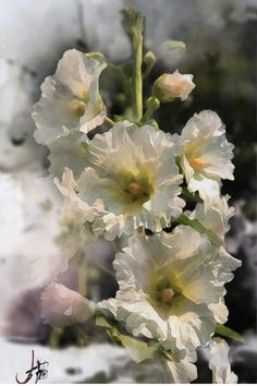 some white flowers are blooming in the middle of the day with water droplets on them