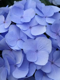 blue flowers are blooming in the garden