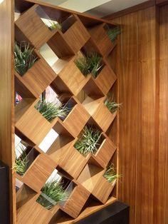 a wooden shelf with air plants on it