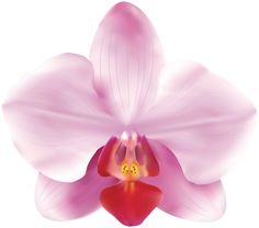 an orchid flower with pink petals on a white background