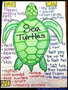 a drawing of a sea turtle with the words sea turtles written on it