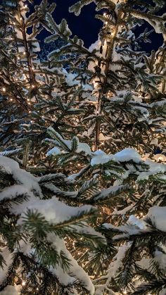 snow covered pine trees with lights in the background