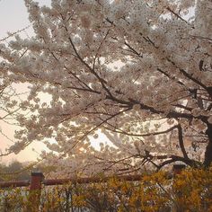 a large tree with lots of white flowers in front of a fence and some water