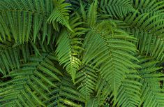 the top view of a green plant with lots of leaves