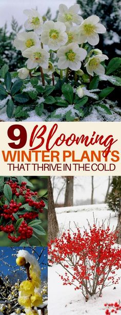 some flowers that are in the snow and on top of each other with text overlay saying 9 blooming winter plants that have in the cold weather