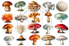 a group of different types of mushrooms on a white background