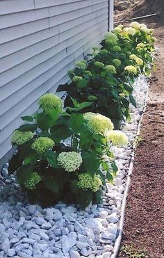 some plants are growing out of the rocks in front of a house and on the side of the building