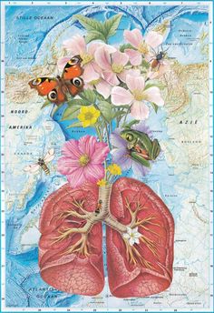 the lungs are surrounded by flowers and butterflies