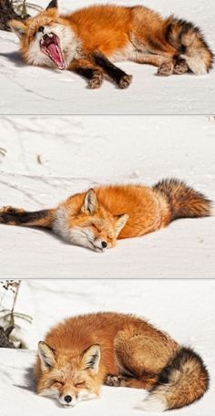 two pictures of a fox laying in the snow with its mouth open and tongue out