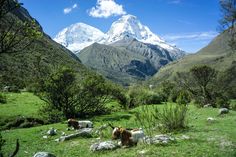 some animals are grazing on the grass in front of snow - capped mountain peaks,