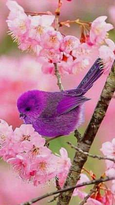 a purple bird sitting on top of a tree branch next to pink blossoming flowers