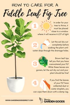 a guide to care for a fiddle leaf fig tree in the garden with instructions on how to grow it